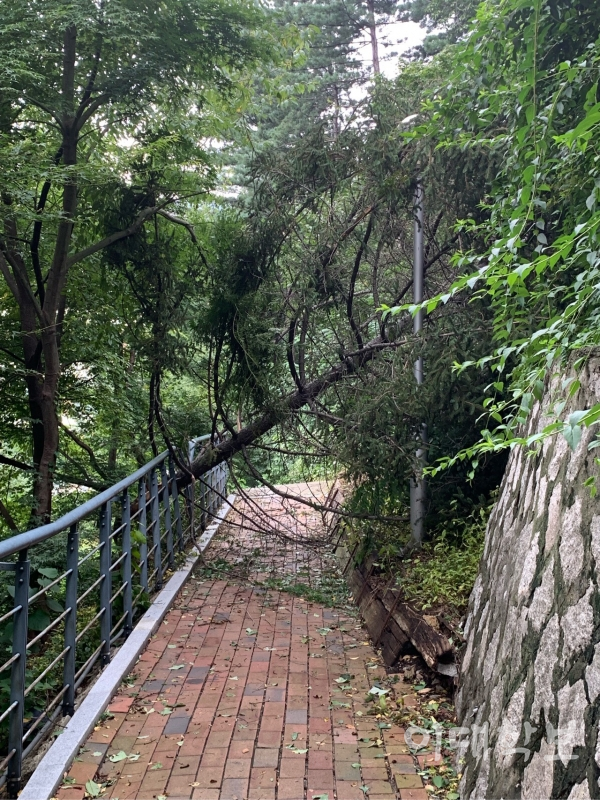 제13호 태풍 링링이 수도권을 덮친 지난 7일, 이화·포스코관과 교육관을 잇는 오솔길에 강풍을 못 이긴 나무가 쓰러져있다. 제공=구가민(소비·19)씨