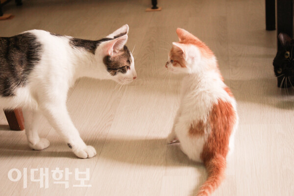 신입 아기고양이를 살피는 서동행 센터 선배 고양이 박성빈 사진기자