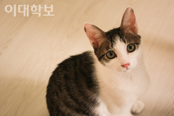 4월29일 구조된 길고양이 중 한 마리, 아톰 박성빈 사진기자
