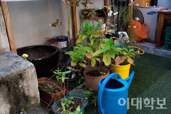 백수혜씨의 마당에 자리잡고 있는 식물유치원.   박성빈 사진기자