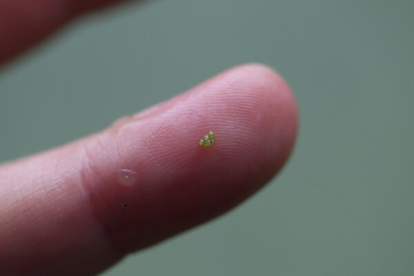 '세계에서 가장 작은 식물'로 알려진 남개구리밥 제공=김진옥씨