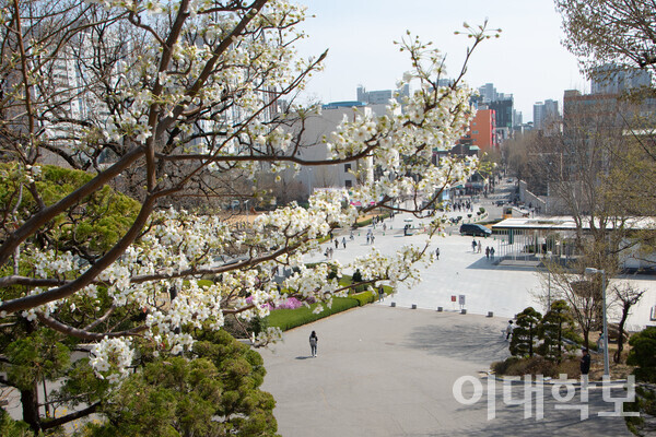 자두나무 꽃과 함께 한껏 푸르른 대강당에서 바라본 본교 캠퍼스의 봄 전경. 이승현 사진기자