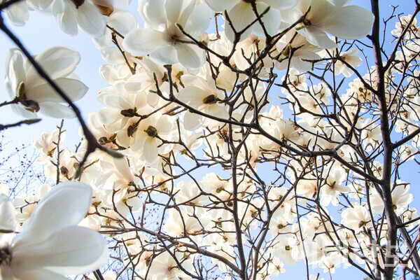 대강당 정문 옆에는 키 높은 목련나무들이 많다. 큰 백목련 꽃잎들이 곧 머리 위로 떨어질 것만 같다. 이자빈 사진기자