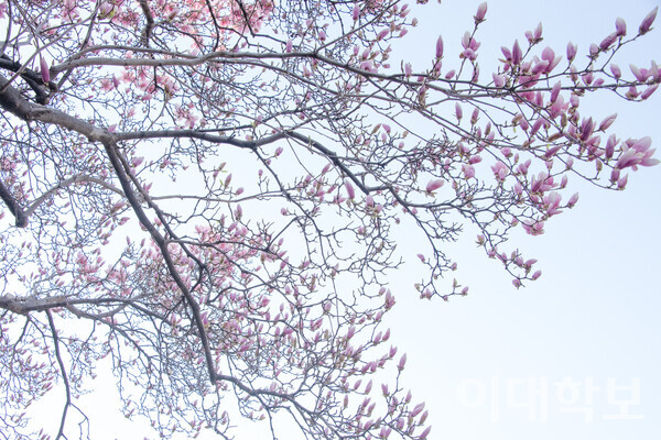 대강당 옆, 캠퍼스 서쪽에는 큰 자목련 나무가 서 있다. 목련은 봄에 개화하지만 다른 봄꽃에 비해 빨리 지는 편이니 지기 전에 얼른 눈에 담아야 한다. 이자빈 사진기자