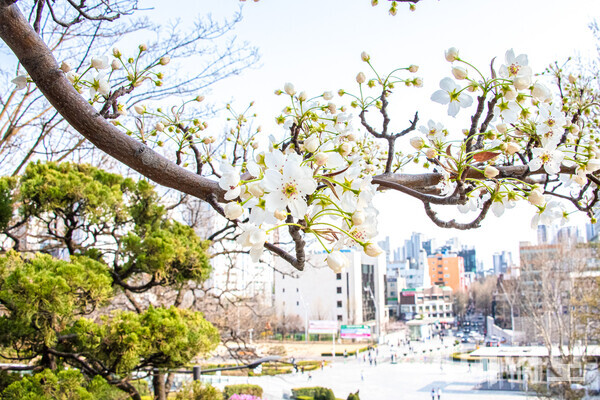 대강당 앞에 핀 자두나무 꽃. 배꽃이나 매화와 유사하지만, 잎사귀로 구분할 수 있다. 이자빈 사진기자