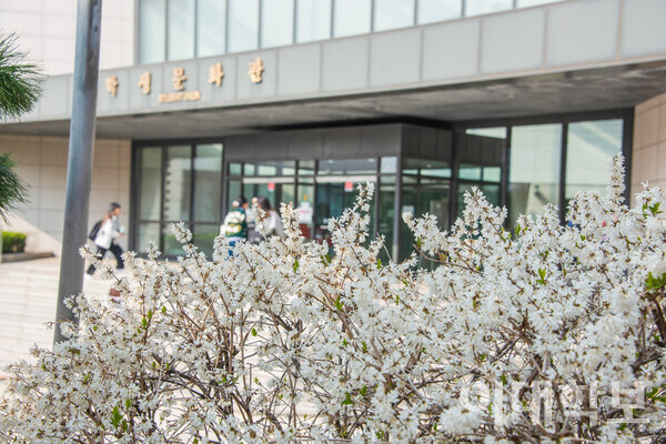 학생문화관 1층 입구 앞에 미선나무가 꽃을 피웠다. 미선나무는 우리나라에만 분포하는 한국 특산식물이다. 권아영 사진기자