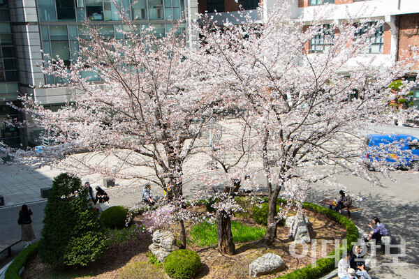 교육관 앞에 자리하고 있는 벚꽃나무. 흐드러진 벚꽃을 보며 추억 남기기에 여념이 없는 이화인들을 만났다.  <strong>이승현 사진기자