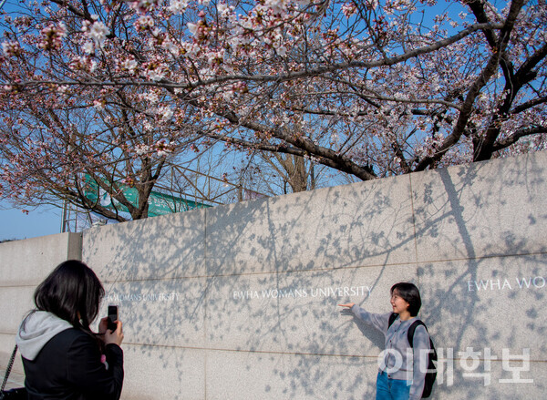 문민경(과교·21)씨와 이정은(과교·21)씨가 봄을 맞아 정문 앞 벚꽃나무 아래에서 사진을 남기고 있다.  <strong>권아영 사진기자