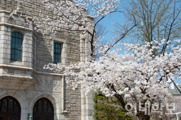 대학원관 앞의 왕벚꽃나무의 모습. 다른 벚꽃나무보다 큰 꽃과 꽃자루를 가지고 있는 것이 특징이다.  <strong>이승현 사진기자