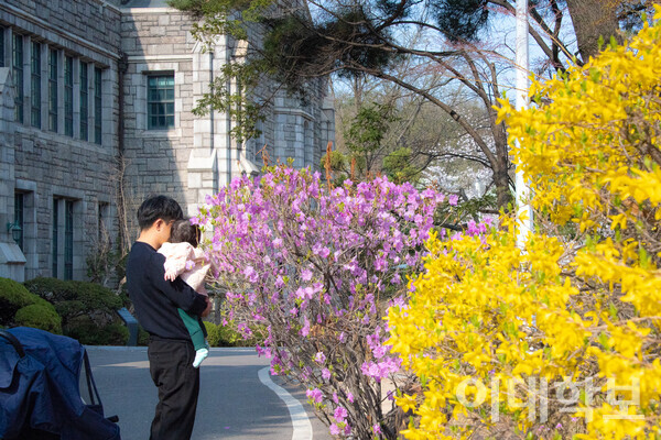 대학원관 앞에 만개한 진달래와 개나리를 보며 봄의 정취를 느끼고 있는 부녀의 모습.  <strong>이자빈 사진기자