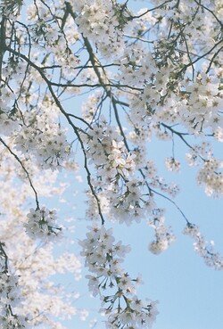 산책로에서 우연히 발견한 벚꽃을 필름 카메라로 남겼다. 소중한 기억을 현상하는 필름처럼 우리도 삶의 힘이 될 순간들을 눈에 온전히 담아보는 건 어떨까? 제공=김유빈씨
