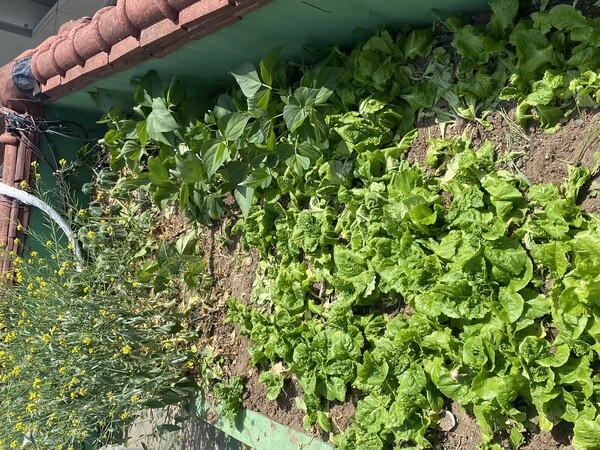 김씨의 집 옥상 텃밭에서 여러 가지 채소가 자라고 있다. 김수미 기자