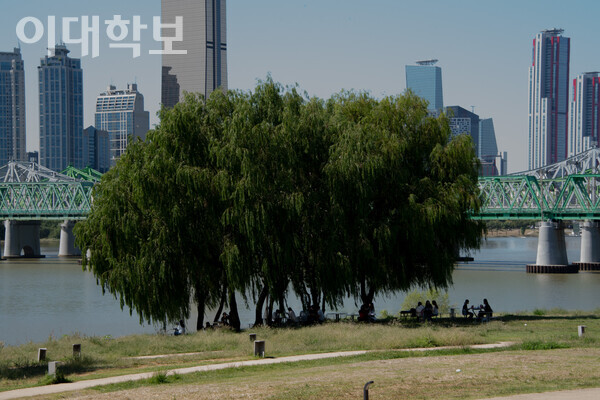 노들섬 잔디마당 뒷편에 위치한 노들섬 한강공원의 전경. 울창한 버드나무 그늘 아래 편안한 휴식을 취하는 사람들의 모습. <strong> 강연수 사진기자