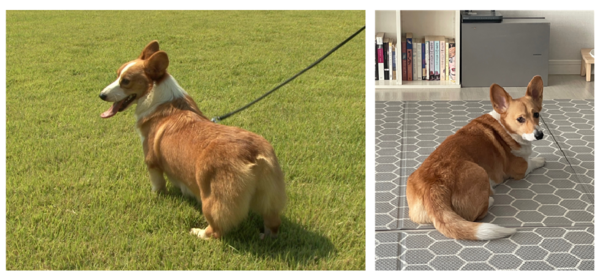 (좌)단미한 웰시코기의 사진. 출처=한국애견협회 애견정보. ​​​​​​​(우)단미하지 않은 웰시코기는 꼬리가 길다. 출처=웰시코기 견주 김보영 씨.