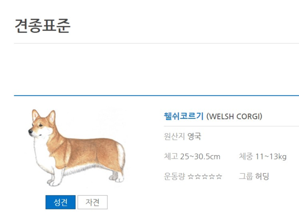 원래 꼬리가 있는 웰시코기는 견종 표준을 맞추기 위해 단미를 해야 한다. 견종 표준 사진 속 웰시코기도 꼬리가 없다. 출처=한국애견협회 견종표준