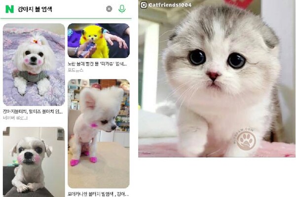 (좌)네이버에 ‘강아지 볼 염색’으로 나오는 이미지들. (우)인위적으로 특정 품종을 교배한 킬트 고양이의 이미지. 출처=위드포우 고양이 연구소 묘종 백과.