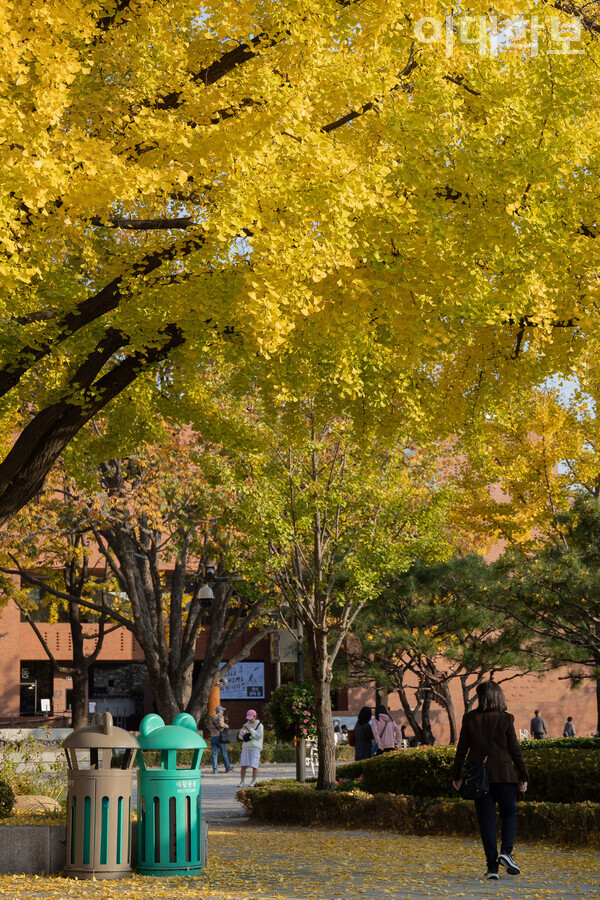 노란 은행잎으로 가득 찬 대학로의 모습. <strong> 변하영 사진기자