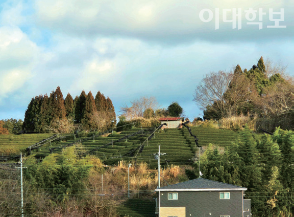 우지타와라초의 차밭. 제공=하영은씨