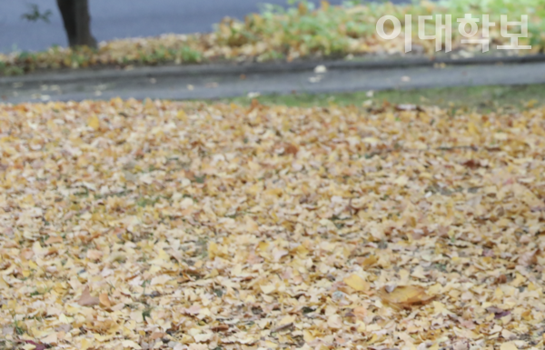 교내에 떨어진 은행으로 인해 학생들이 보행 불편을 겪고 있다. 변하영 사진기자
